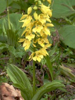 エビネ〔海老根〕の花（写真）