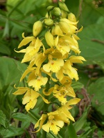 エビネ〔海老根〕の花（写真）