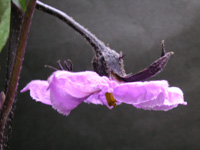 写真「ナス〔茄子〕の花」