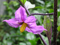 写真「ナス〔茄子〕の花」