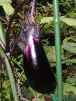 写真「ナス〔茄子〕の実」