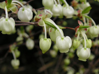 �c�c�W�̉�