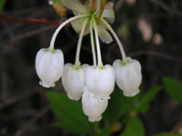 �h�E�_���c�c�W�̉�