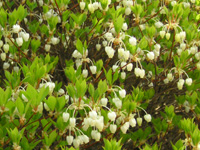 �c�c�W�̉�