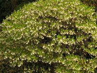 �c�c�W�̉�