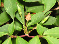 �c�c�W�̉�