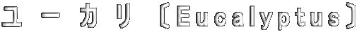 ユーカリ　〔Eucalyptus〕