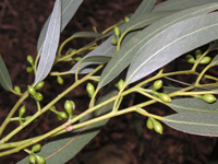 写真「ユーカリ〔Eucalyptus〕の花」