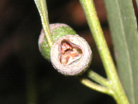 写真「ユーカリ〔Eucalyptus〕の花」