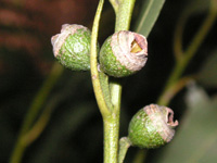 写真「ユーカリ〔Eucalyptus〕の花」
