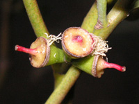 写真「ユーカリ〔Eucalyptus〕の花」