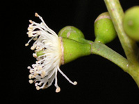 写真「ユーカリ〔Eucalyptus〕の花」