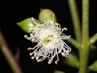 写真「ユーカリ〔Eucalyptus〕の花」