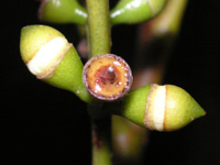 写真「ユーカリ〔Eucalyptus〕の花」