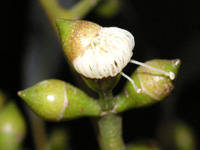 写真「ユーカリ〔Eucalyptus〕の花」