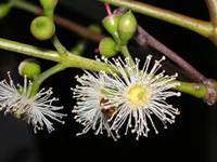 写真「ユーカリ〔Eucalyptus〕の花」