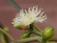 写真「ユーカリ〔Eucalyptus〕の花」