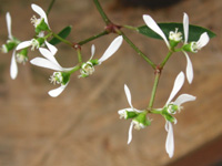 ユーフォルビア「ダイアモンドフロスト」 の写真