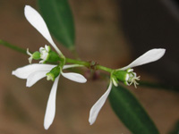 ユーフォルビア「ダイアモンドフロスト」 の写真