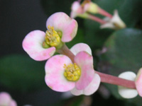 ハナキリン〔花麒麟〕の花（写真）