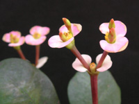 ハナキリン〔花麒麟〕の花（写真）