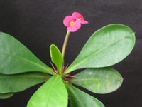 ハナキリン〔花麒麟〕の花（写真）