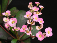 ハナキリン〔花麒麟〕の花（写真）