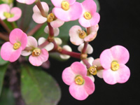 ハナキリン〔花麒麟〕の花（写真）