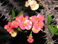 ハナキリン〔花麒麟〕の花（写真）