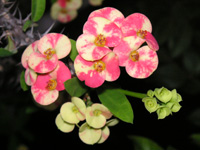 ハナキリン〔花麒麟〕の花（写真）