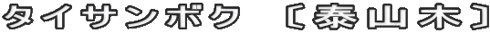 タイサンボク　〔泰山木〕