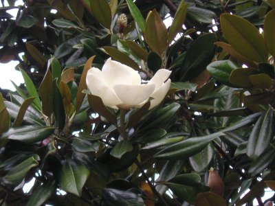 タイサンボク〔泰山木〕の花（写真）