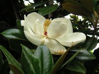 タイサンボク〔泰山木〕の花（写真）