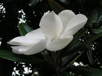 タイサンボク〔泰山木〕の花（写真）