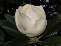 タイサンボク〔泰山木〕の花（写真）