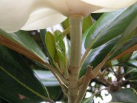 タイサンボク〔泰山木〕の花（写真）