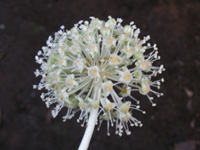 写真「ヤツデ〔八手〕の花」