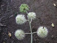 写真「ヤツデ〔八手〕の花」