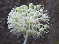 写真「ヤツデ〔八手〕の花」