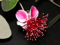 写真「フェイジョア〔Feijoa〕の花」