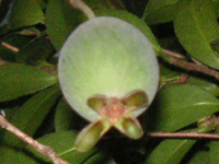 写真「フェイジョア〔Feijoa〕の実」