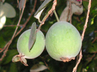 写真「フェイジョア〔Feijoa〕の実」