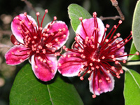 写真「フェイジョア〔Feijoa〕の花」