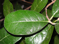 写真「フェイジョア〔Feijoa〕の葉」