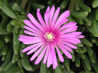 写真「マツバギク〔松葉菊〕の花」