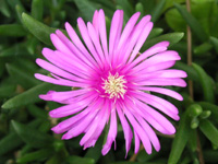 写真「マツバギク〔松葉菊〕の花」
