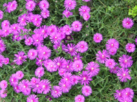 写真「マツバギク〔松葉菊〕の花」