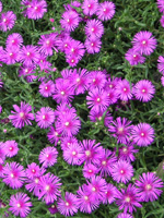 写真「マツバギク〔松葉菊〕の花」