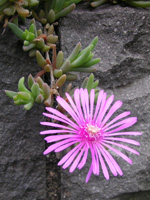 写真「マツバギク〔松葉菊〕の花」