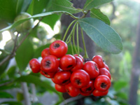 写真「ピラカンサの花」
